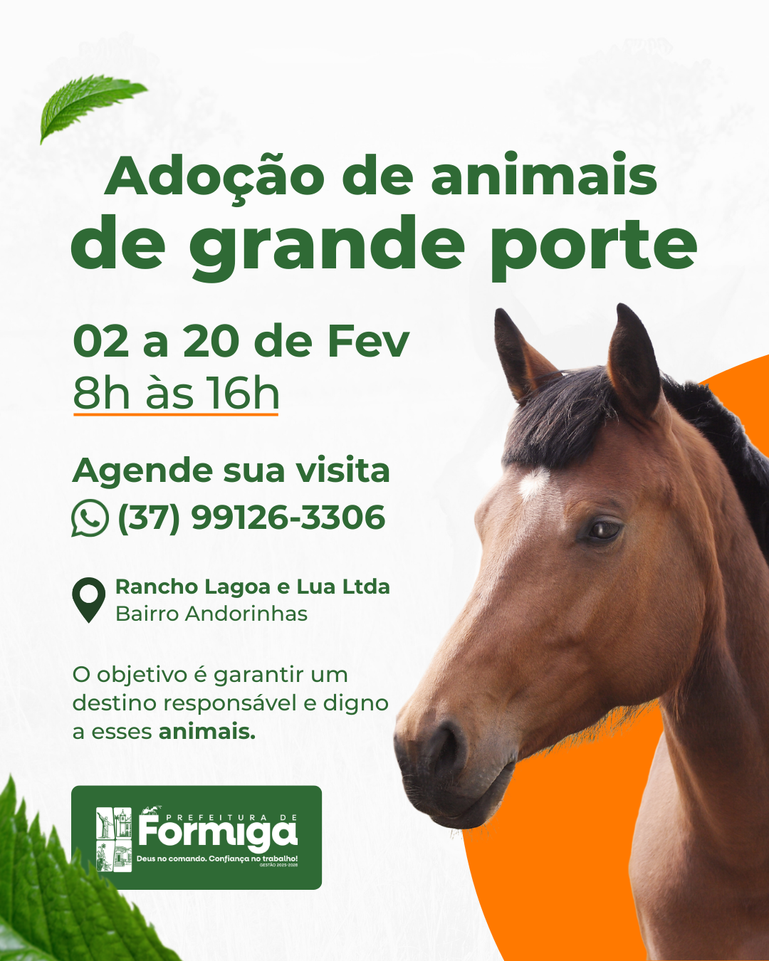 Prefeitura abre cadastramento para adoção de animais de grande porte