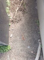 Prefeitura de Formiga realiza captura de 236 escorpiões após dedetização no Cemitério do Santíssimo