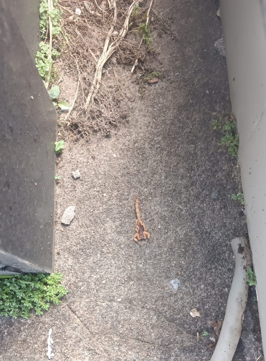 Prefeitura de Formiga realiza captura de 236 escorpiões após dedetização no Cemitério do Santíssimo