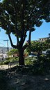 Prefeitura de Formiga realiza poda de árvores na Praça do Cemitério do Santíssimo