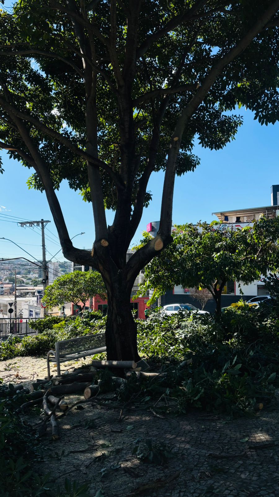 Prefeitura de Formiga realiza poda de árvores na Praça do Cemitério do Santíssimo