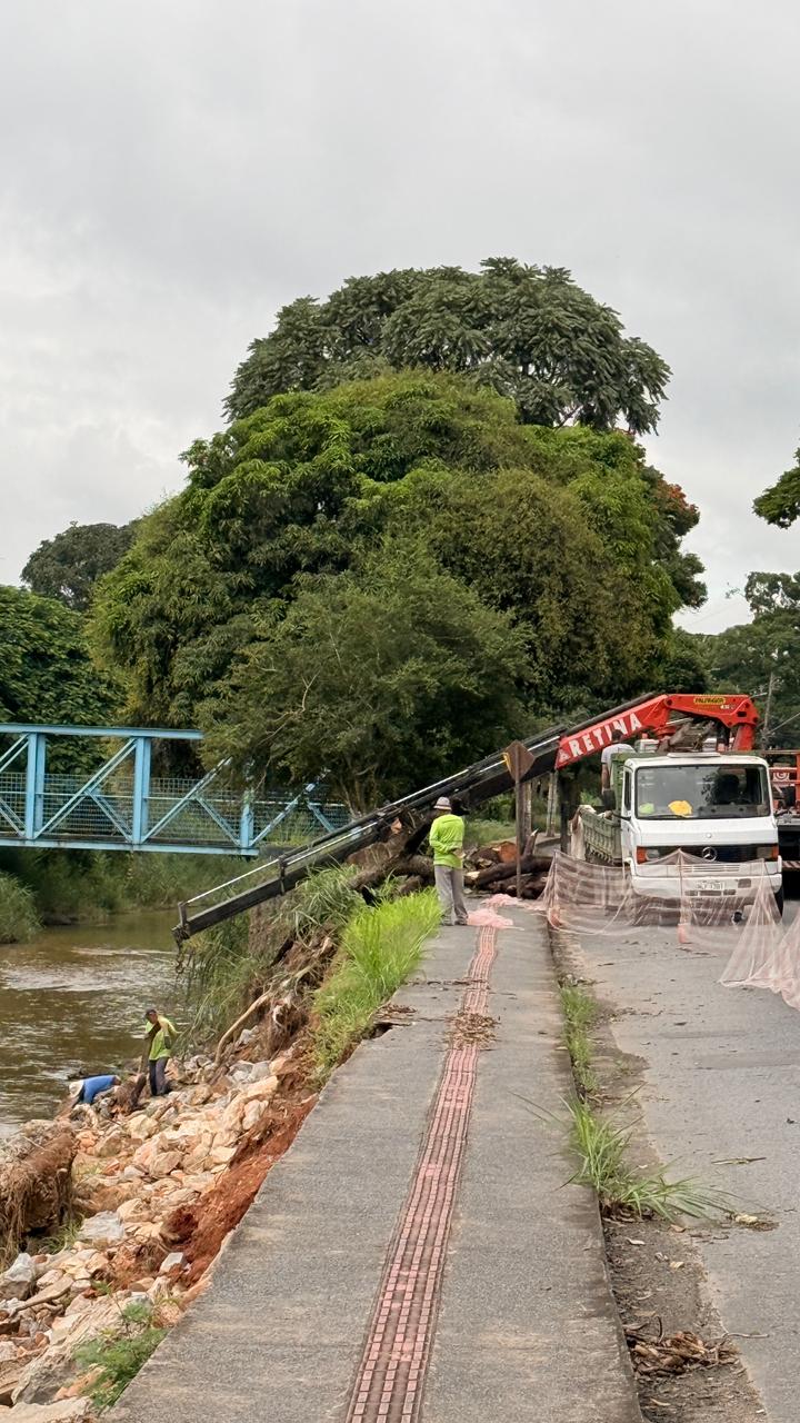Prefeitura realiza corte preventivo de árvore com risco de queda na Avenida José Arantes