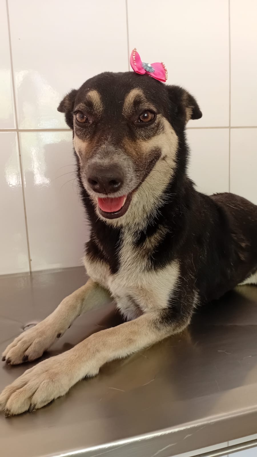 Resgate, cuidado e uma nova chance de amor